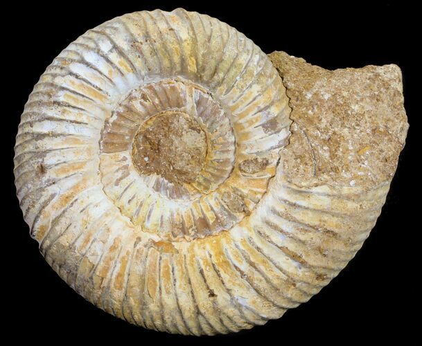 Perisphinctes Ammonite - Jurassic #54229